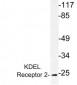 KDELR2 Antibody (aa100-150)